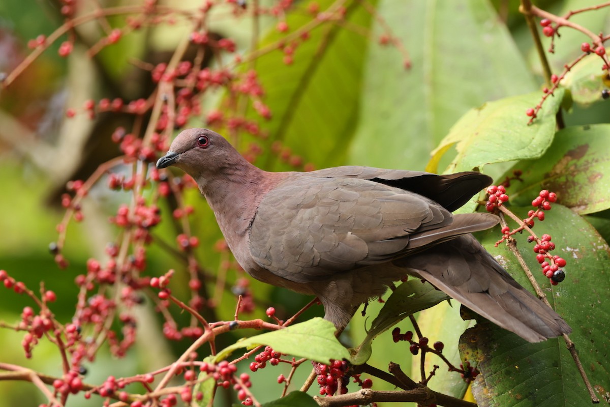 短嘴鸽鸠鸽科鸟类