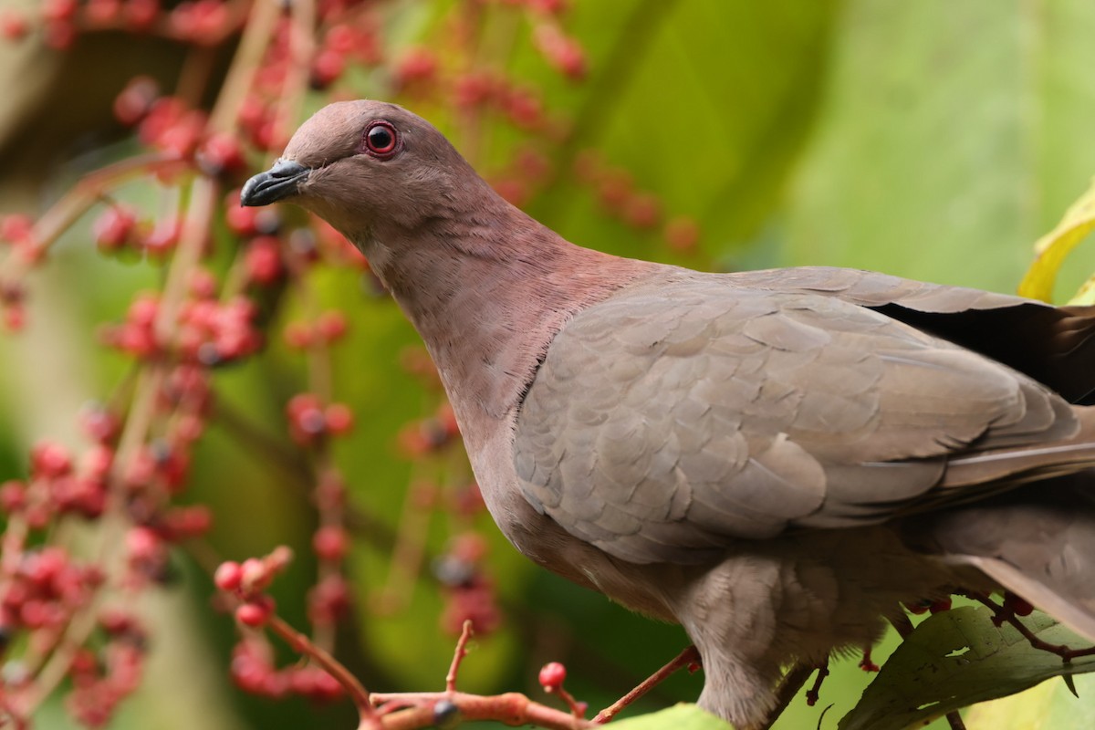 短嘴鸽鸠鸽科鸟类