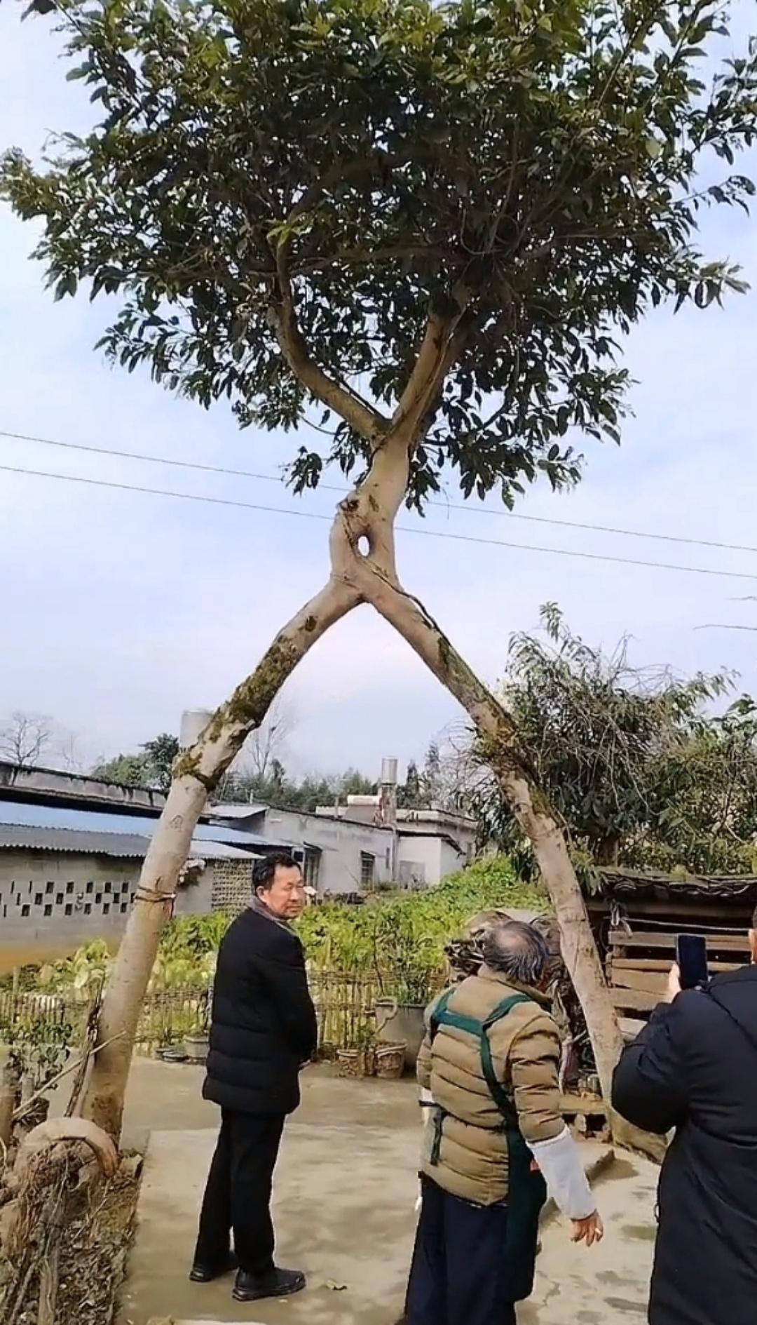 有两颗小树他们并排长在一处直到有一天他们遇到了一个心烦的小朋友