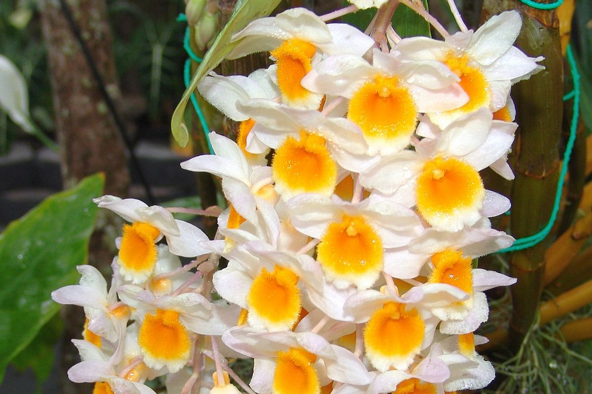 球花石斛是一种珍贵的兰花,具有独特的花朵和药用价值.