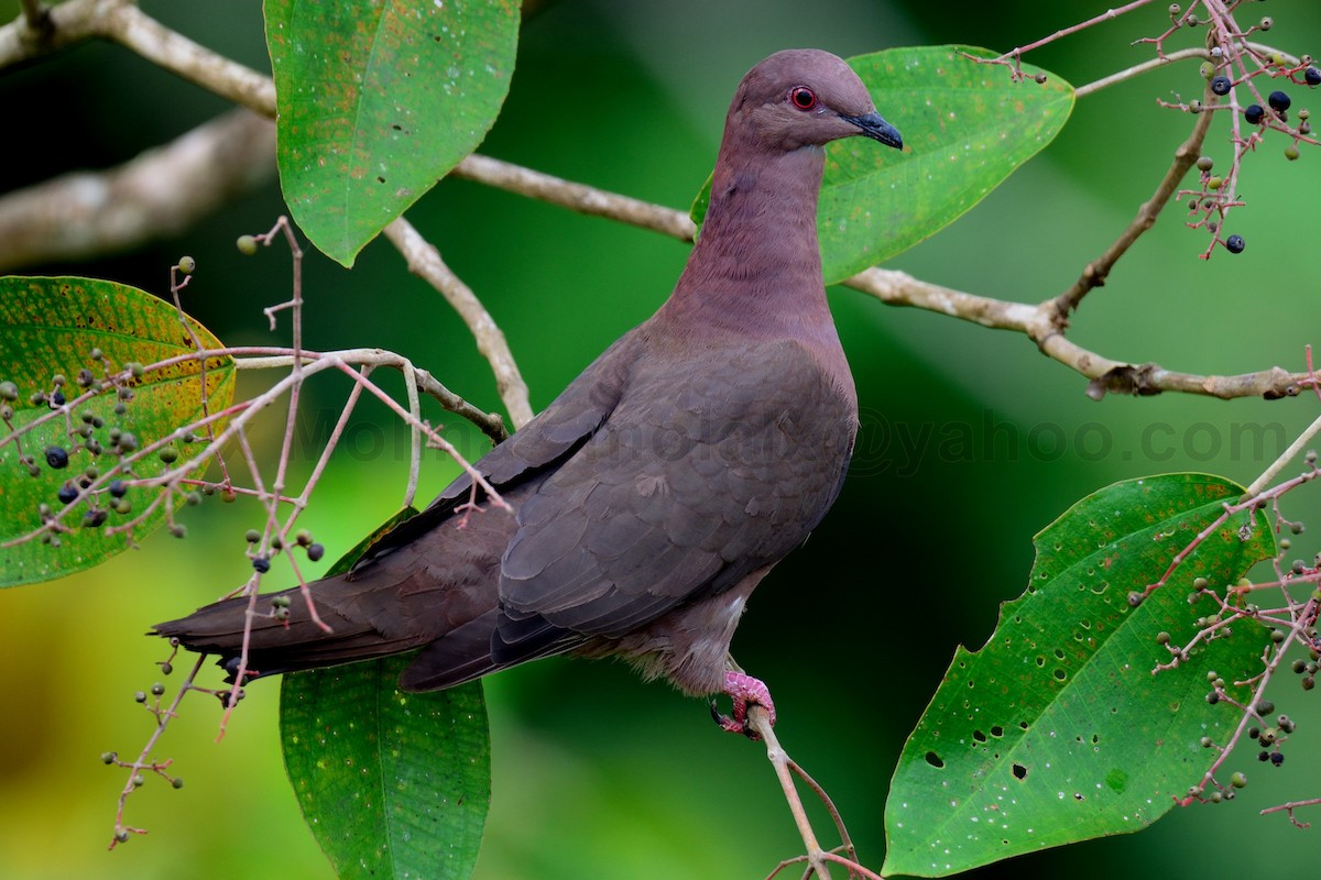 短嘴鸽鸠鸽科鸟类