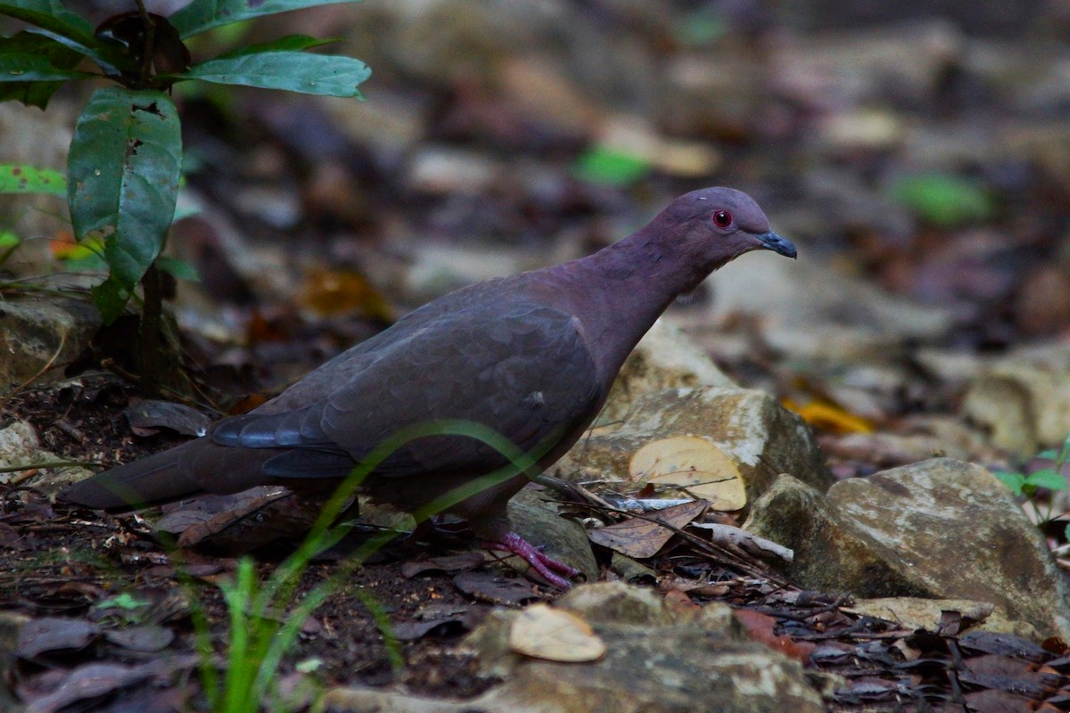 短嘴鸽鸠鸽科鸟类