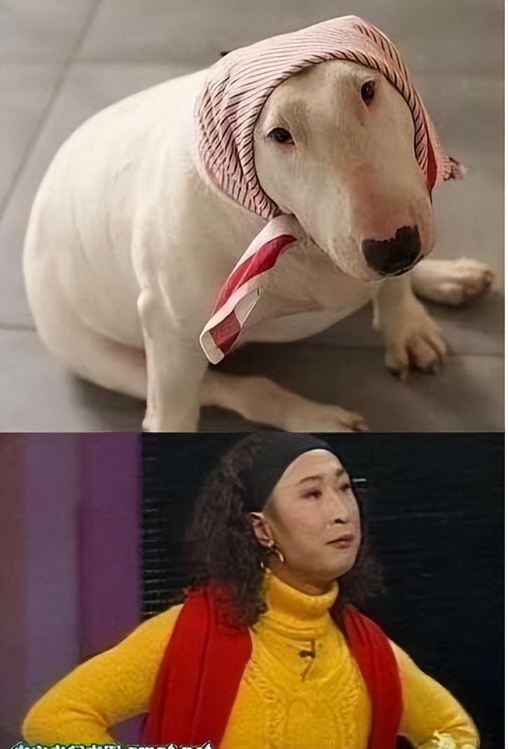 10位撞脸动物的明星,王一博还能忍,看到易烊千玺:简直是神似