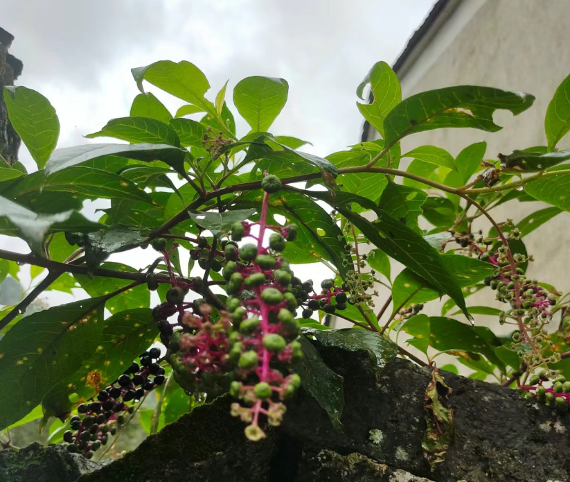 农村常见的有毒植物及商陆的概述农村地区盛产丰富的野生植物资源