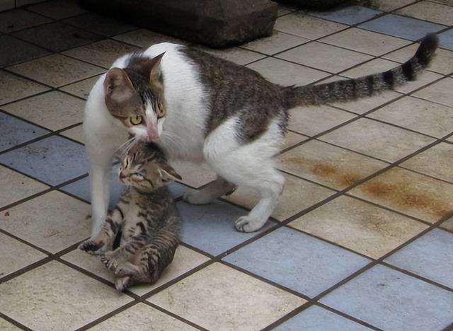 母猫把幼崽叼给你,不是因为爱你,而是另有原因