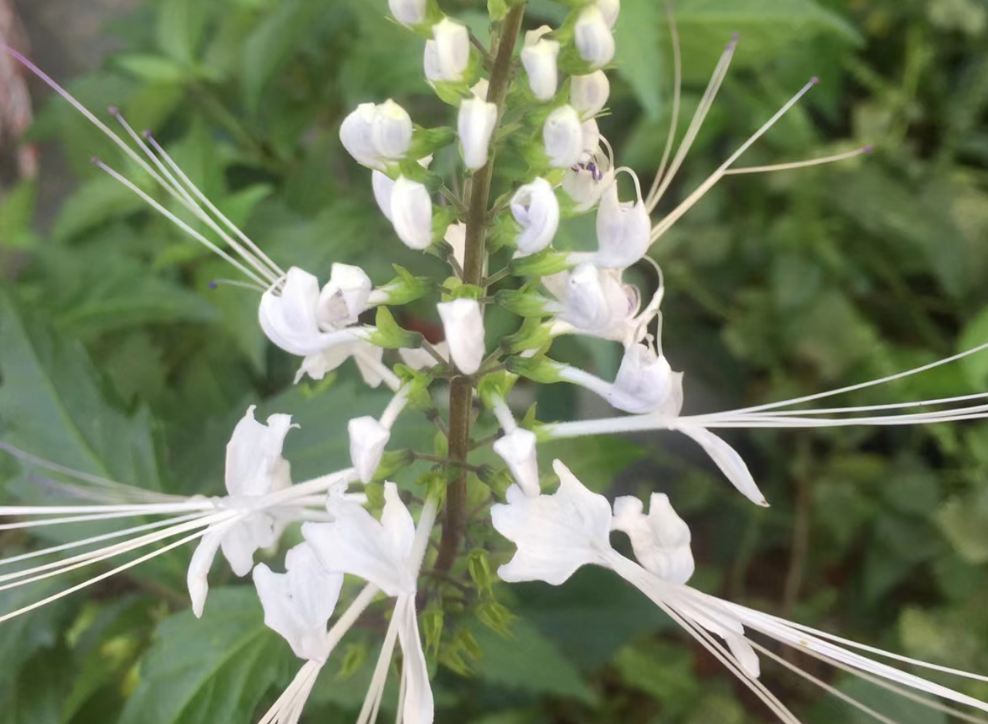 猫须草,又叫肾茶,化石草,有4大功效,农民朋友要了解!