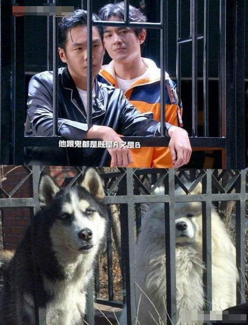 10位撞脸动物的明星,王一博还能忍,看到易烊千玺:简直是神似