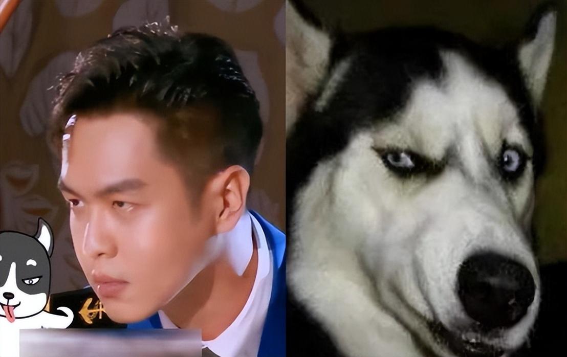 10位撞脸动物的明星,王一博还能忍,看到易烊千玺:简直是神似