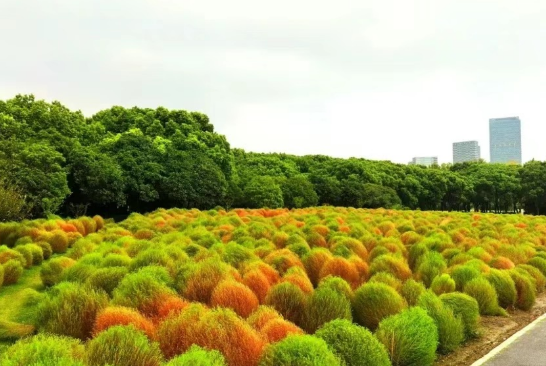 扫帚菜,又称扫帚苗,地肤,有4大功能,农民要朋友要了解!