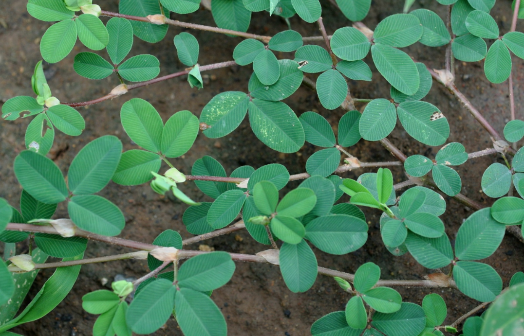 鸡眼草,又称掐不齐,公母草,有3大功效,农民朋友请及时了解!