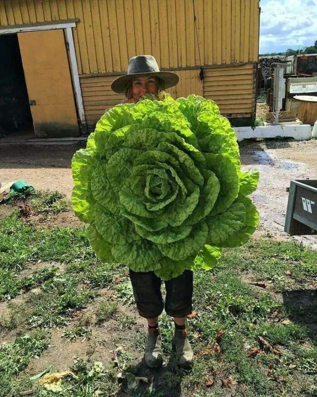 羊驼剪毛造型图片