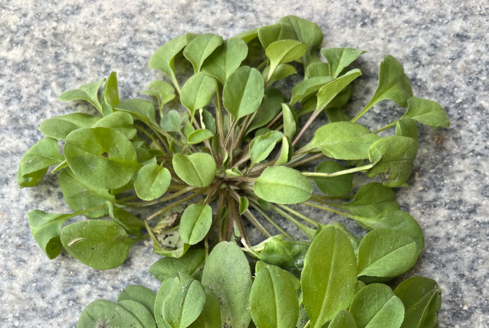 附地菜,又称伏地菜,鸡肠草,有3大功效,农民朋友要了解!