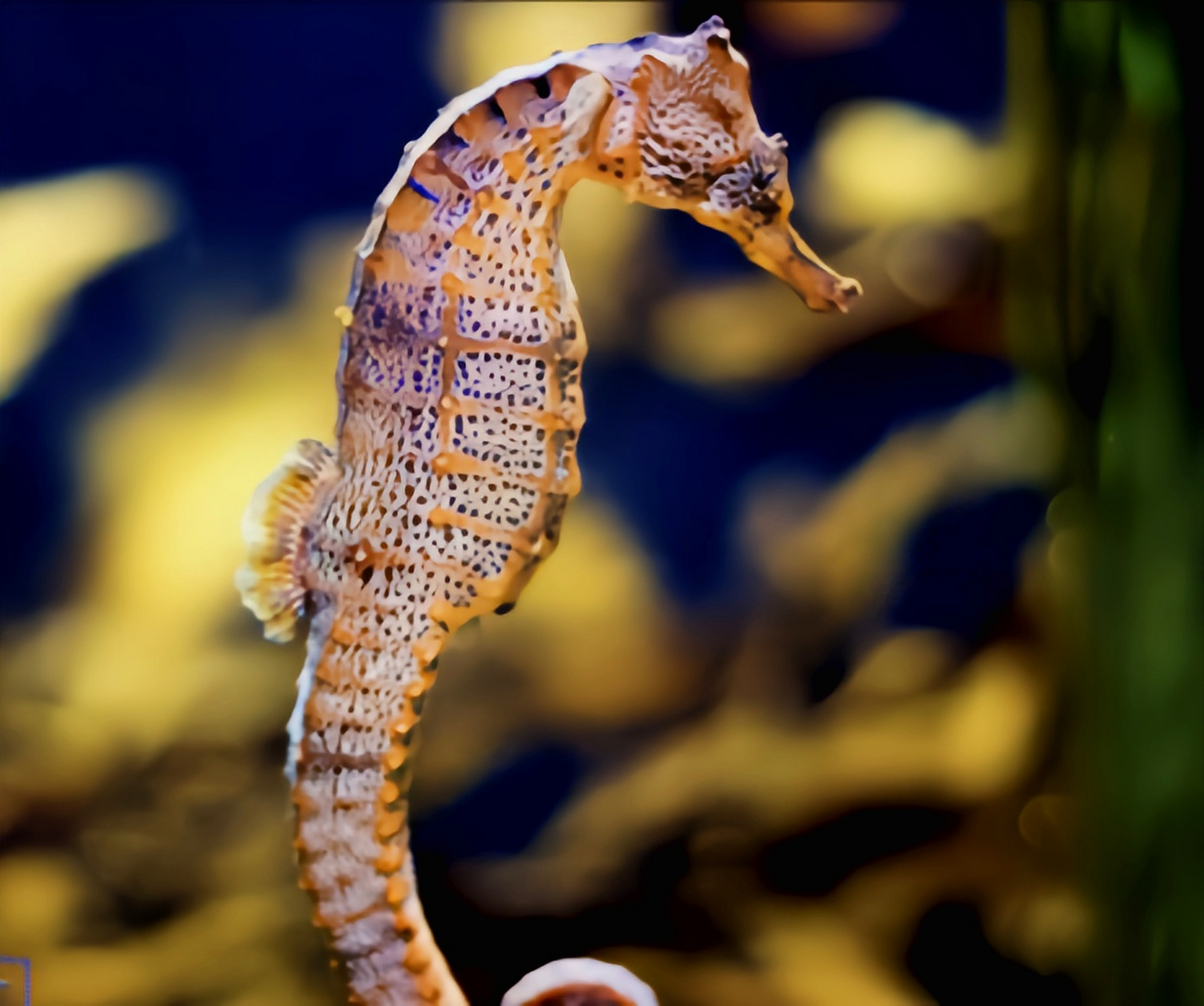 跨年创作挑战赛# 太平洋海马生活在太平洋海域.