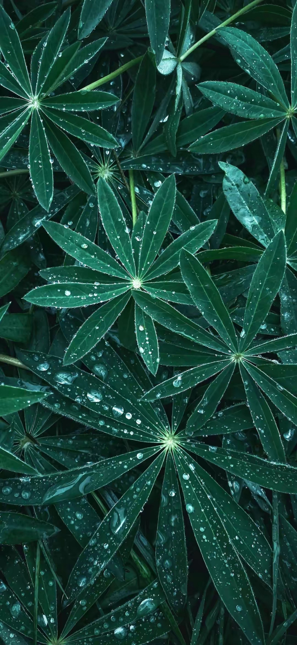 树叶壁纸,树叶的颜色宛如大自然最丰富的调色板,静谧而美丽 #跨年创作