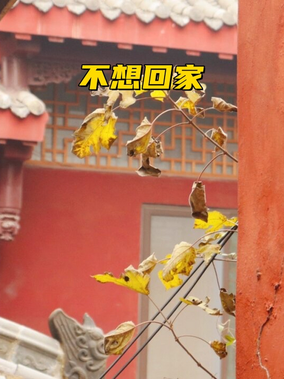 过年是家人团聚的时刻,但今年我突然不想回家