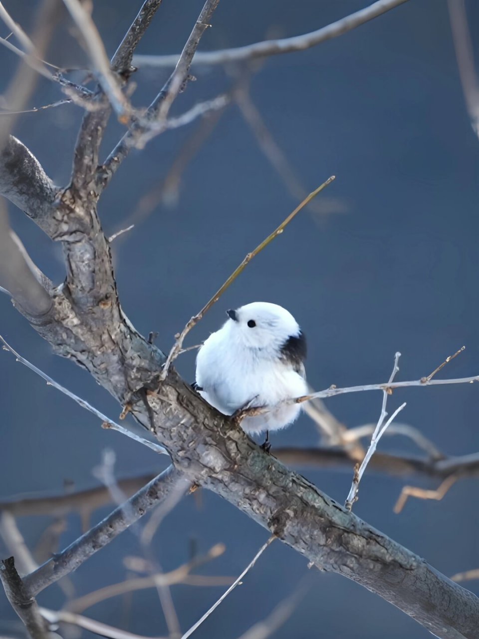 每天认识一种可爱动物——北长尾山雀  北长尾山雀简介:  北长尾山雀