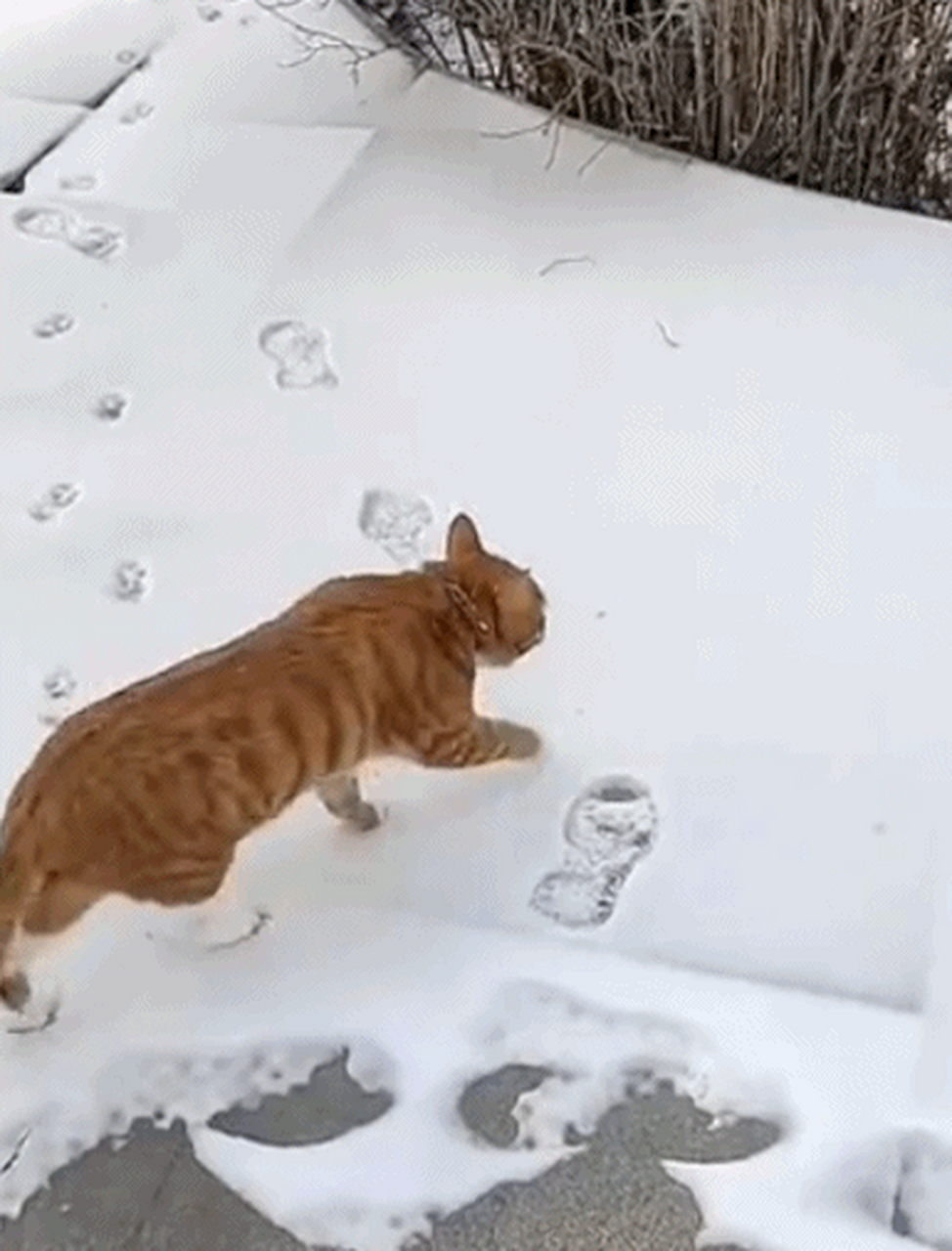 老牛画栗子,小猫画梅花