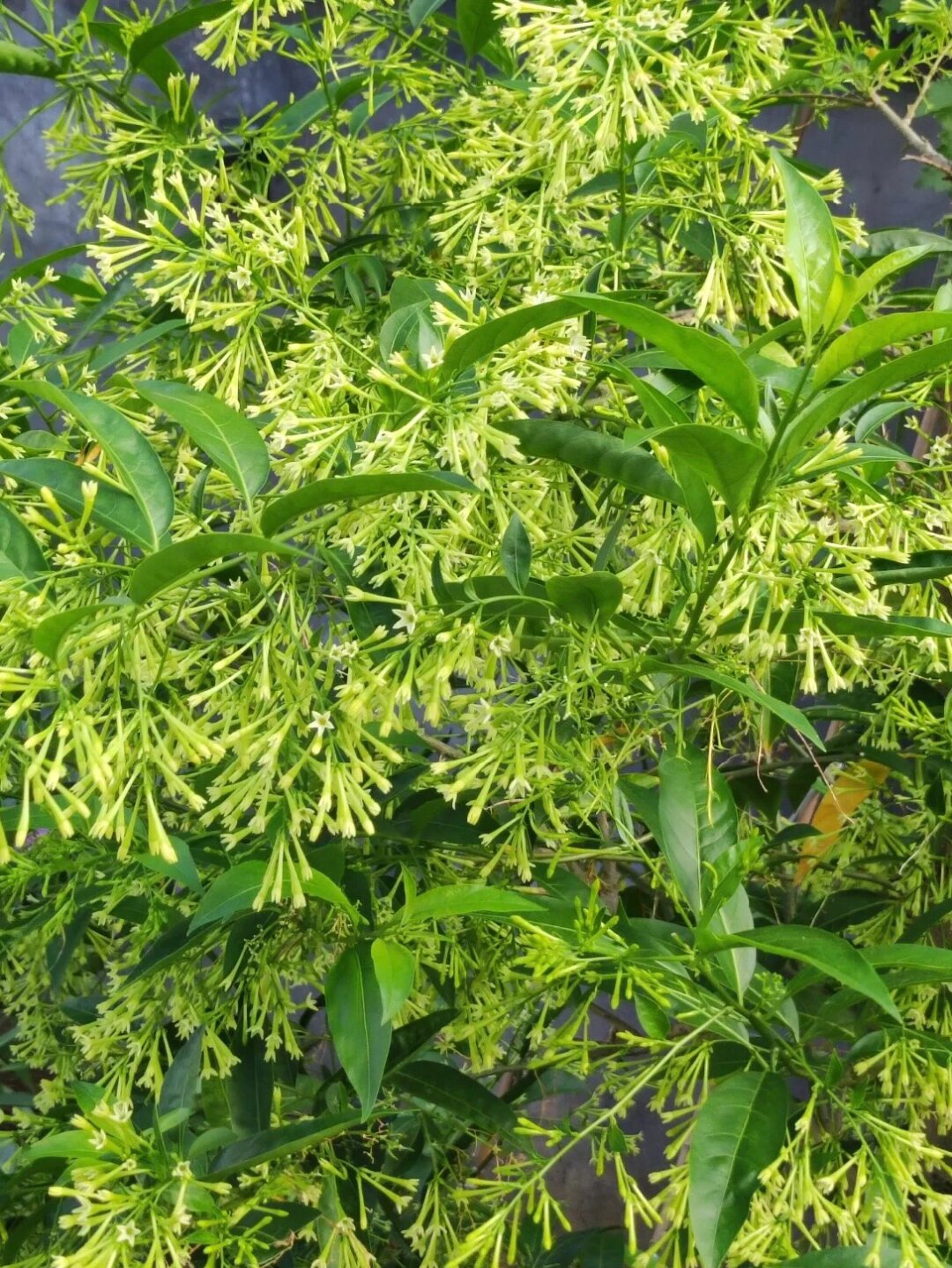 每天认识一种植物