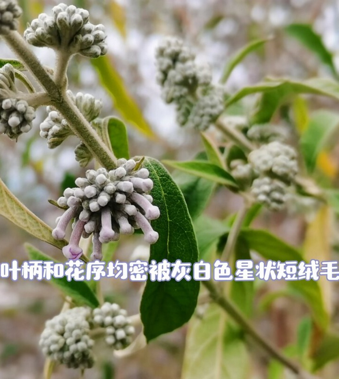 黄蒙拉茉莉花图片