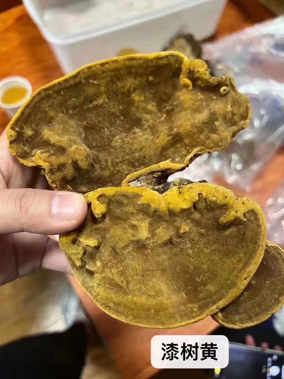 桑黄菌菌种价图片