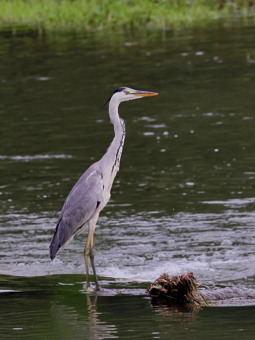 cinerea  别名:长脖老等,老等,灰鹳,青庄  科属:鹈形目鹭科鹭属的鸟类