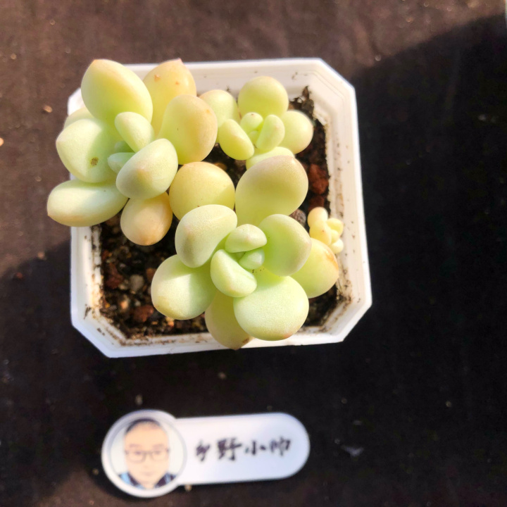 木糖醇多肉植物 木糖醇多肉喜欢.@乡野小帅的动态