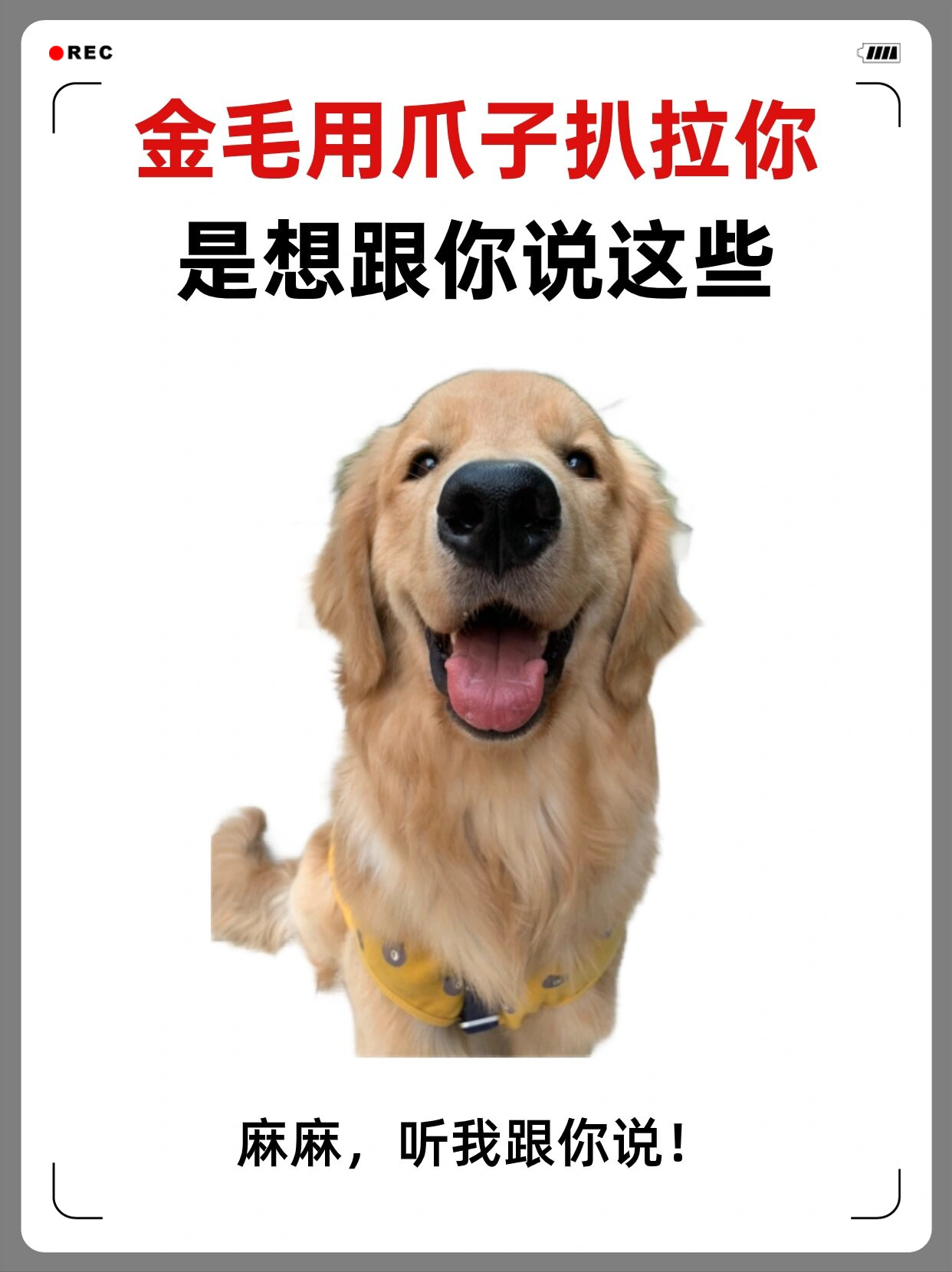 金毛用爪子扒拉你是想跟你说这些