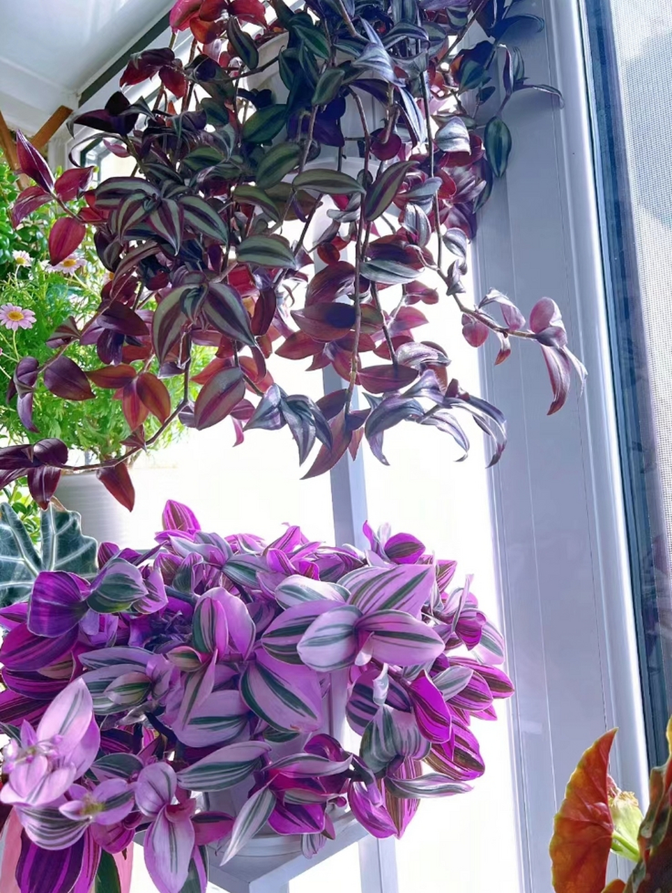 第一就是光照太强晒伤了,特别是久不见光的油画吊兰突然就拿到了太阳