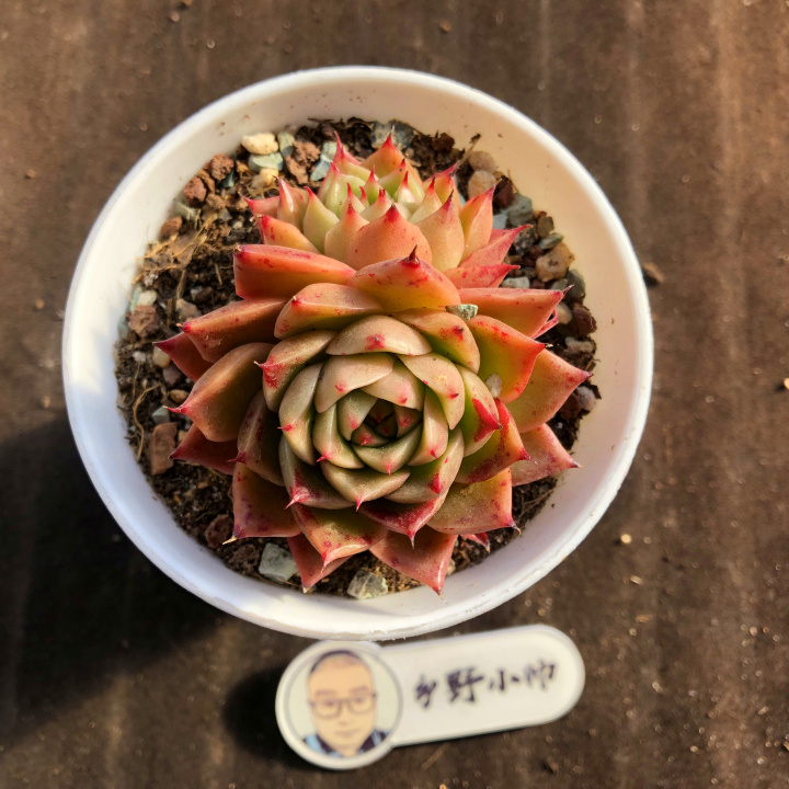木糖醇多肉植物  木糖醇多肉喜欢干燥的生长环境,养殖时不用频繁浇水