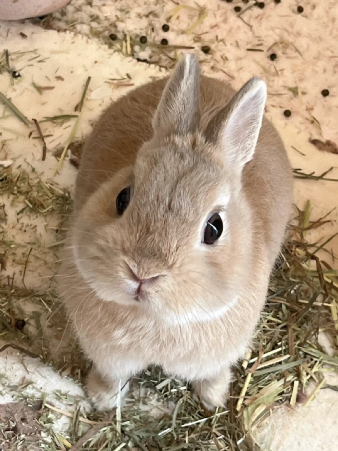 家养宠物推荐  如果你觉得猫狗太过普遍,想要寻找一些与众不同的宠物