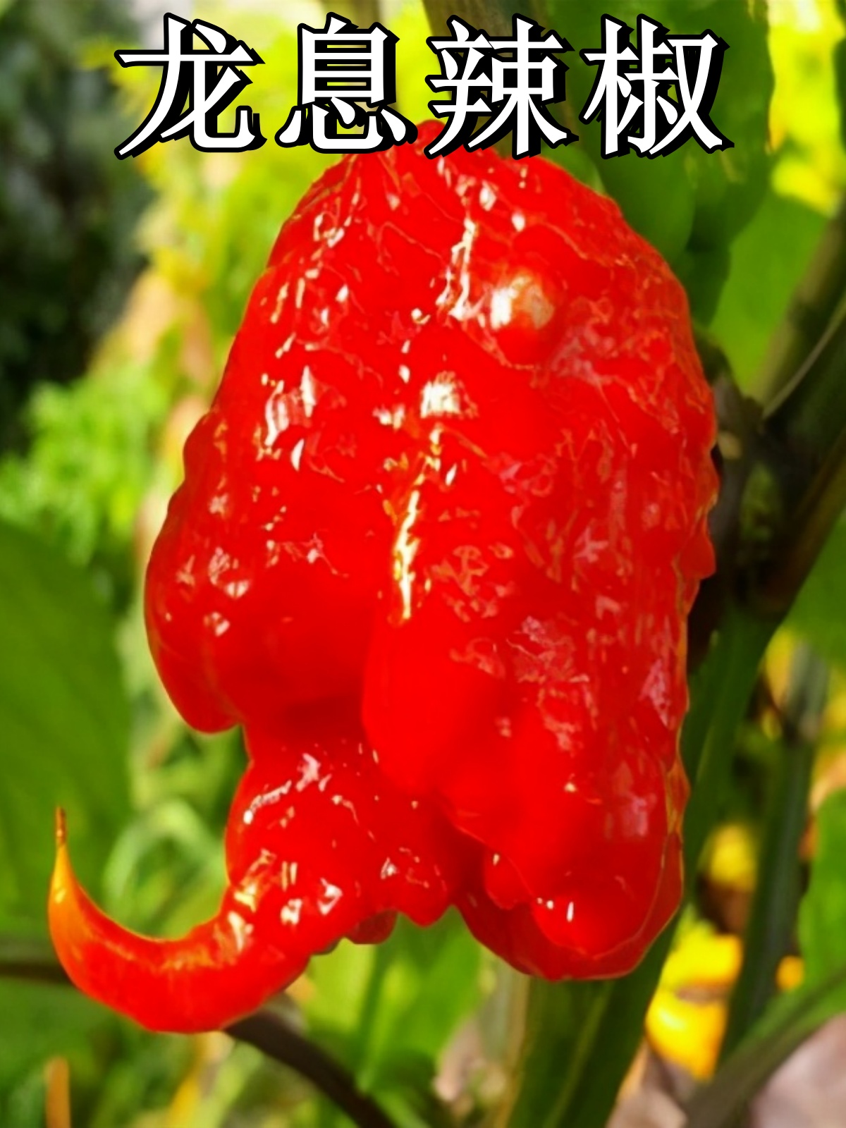 世界上最辣的辣椒是"龙息辣椒"