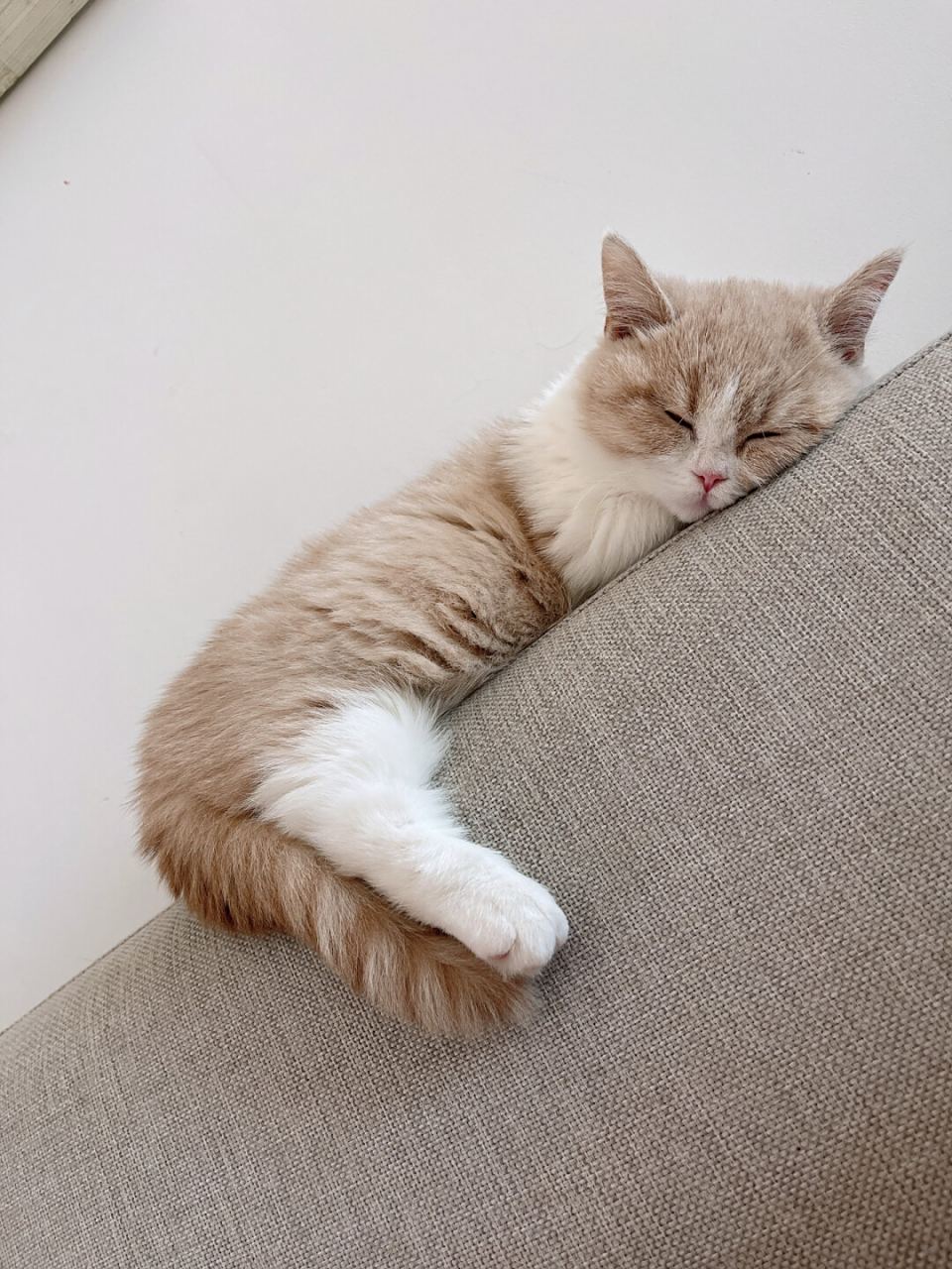 小猫咪睡觉可以有多可爱  小猫咪睡觉时的样子实在是太可爱了!