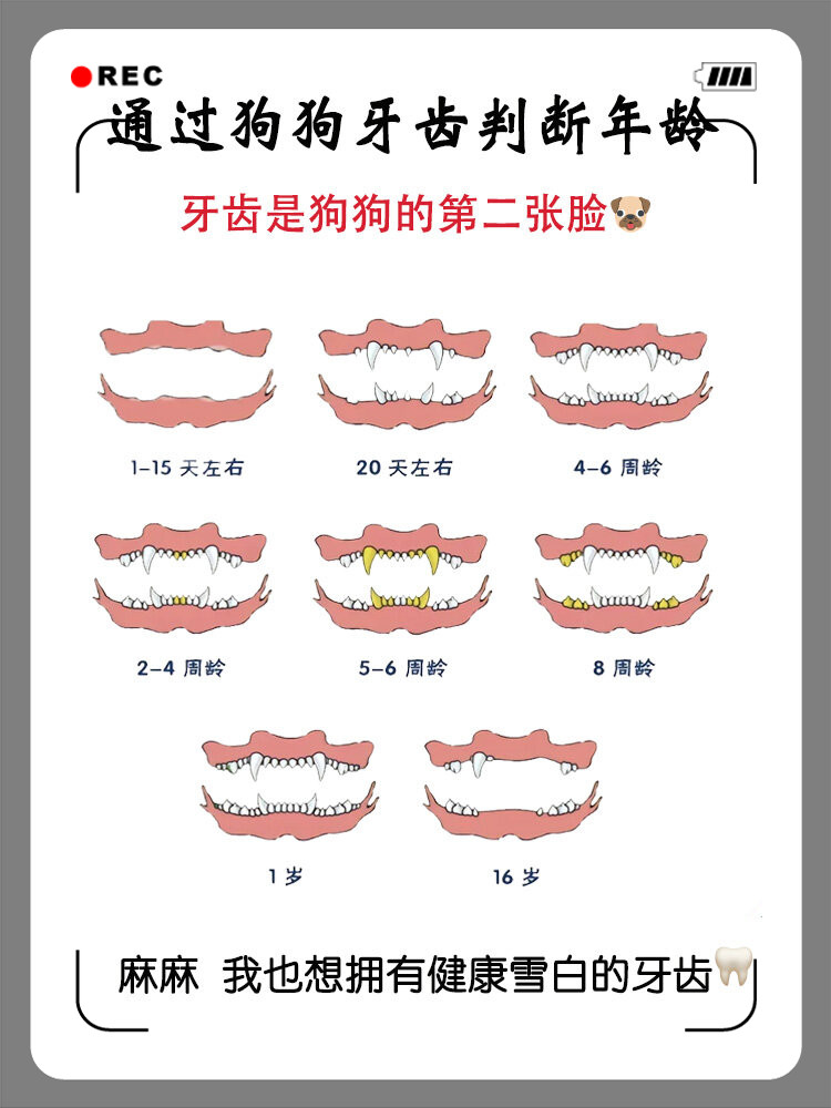 狗牙齿看年龄图片图片