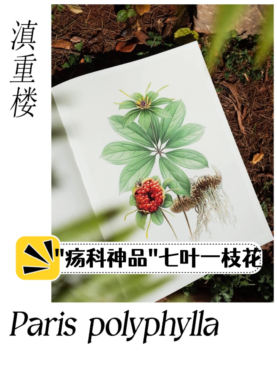 "疡科神品"七叶一枝花  滇重楼:云南山野间的珍稀药材  在云南的山野