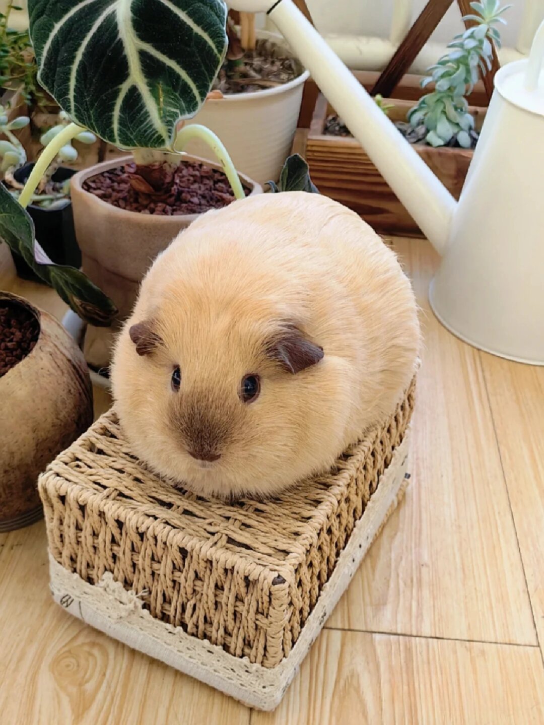 家养宠物推荐  如果你觉得猫狗太过普遍,想要寻找一些与众不同的宠物