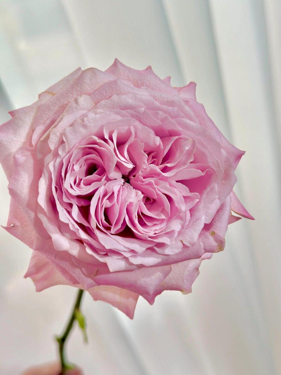 甜蜜长相思玫瑰  让你瞬间坠入浪漫仙境94