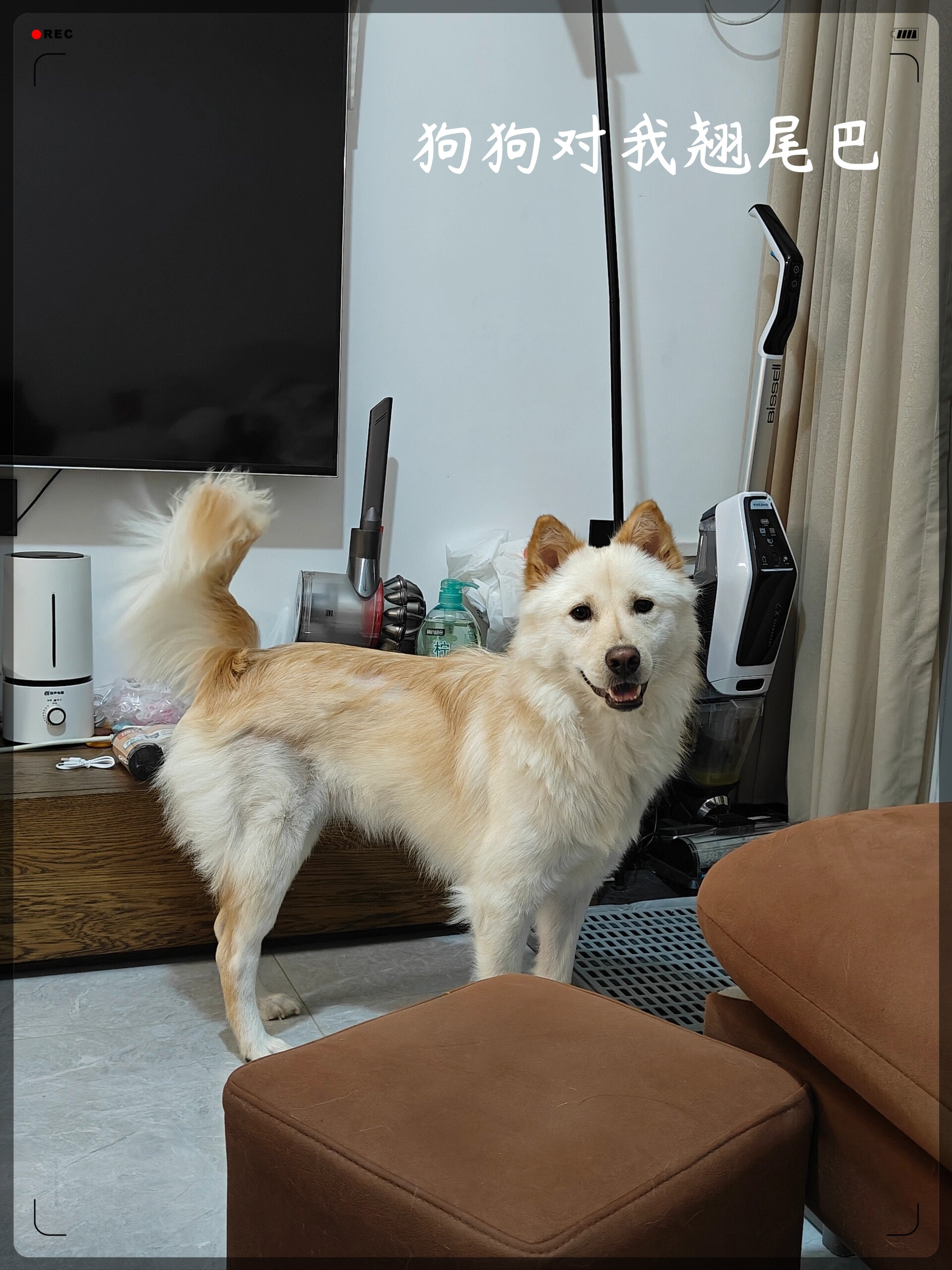 我的狗狗当它感到开心,兴奋时,就会翘起尾巴,是不是