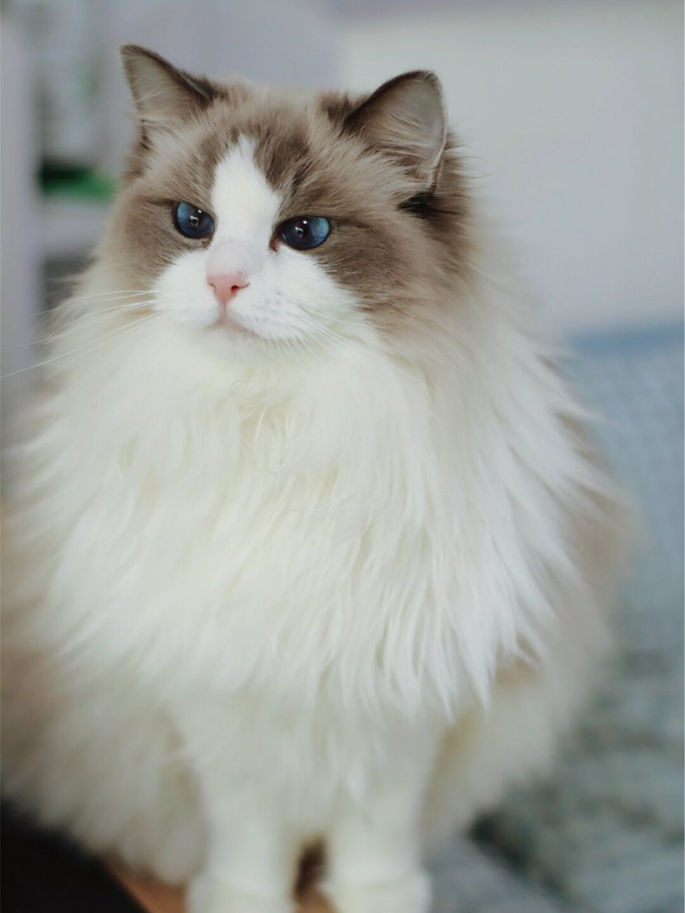 之前每次拿起相机,想捕捉家里猫咪的可爱瞬间