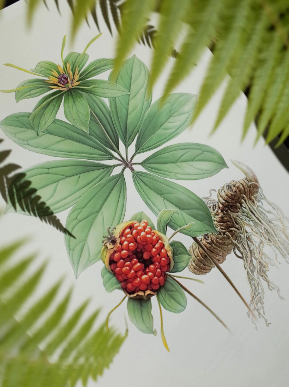 "疡科神品"七叶一枝花  滇重楼:云南山野间的珍稀药材  在云南的山野