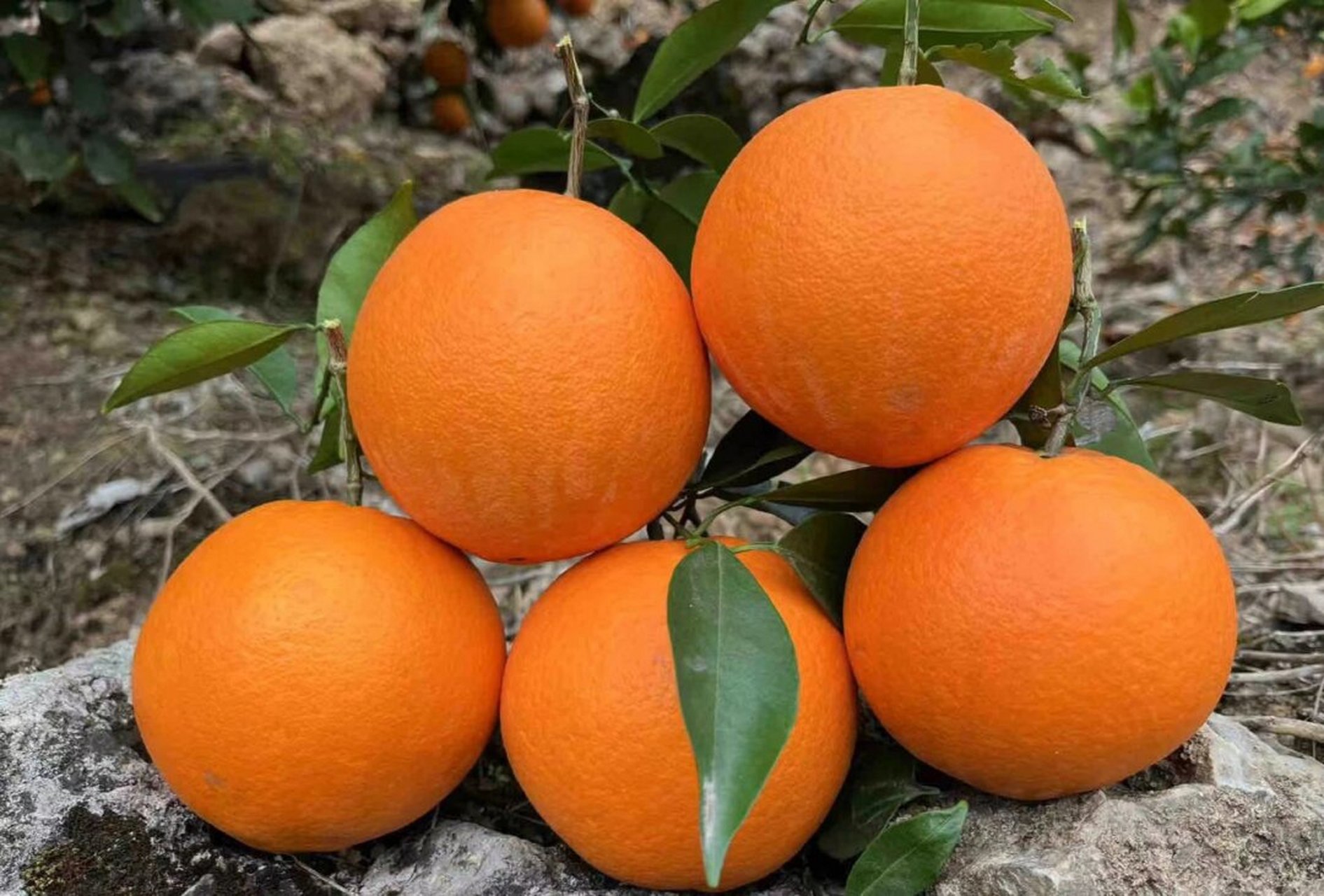 不会有人没有吃过爱媛橙?