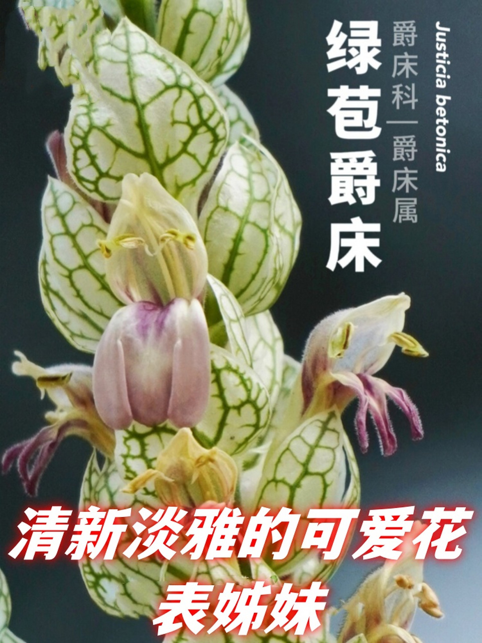 一开始,我和飞鱼都误以为是云南山壳骨,因为我们正专注于拍摄这种植物