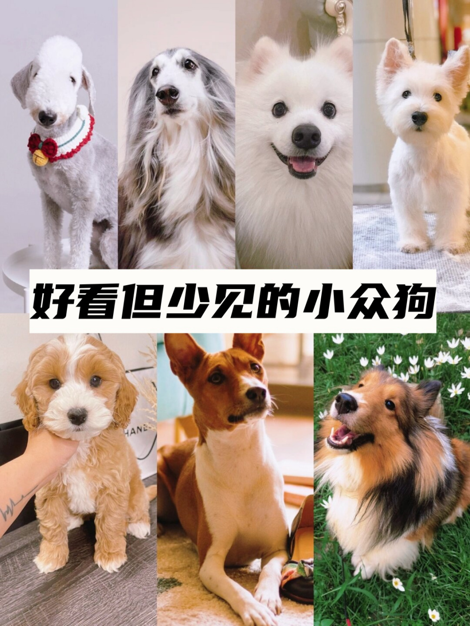 虽然曾有传言称snoopy的原型是贝灵顿,但真相似乎并非如此.