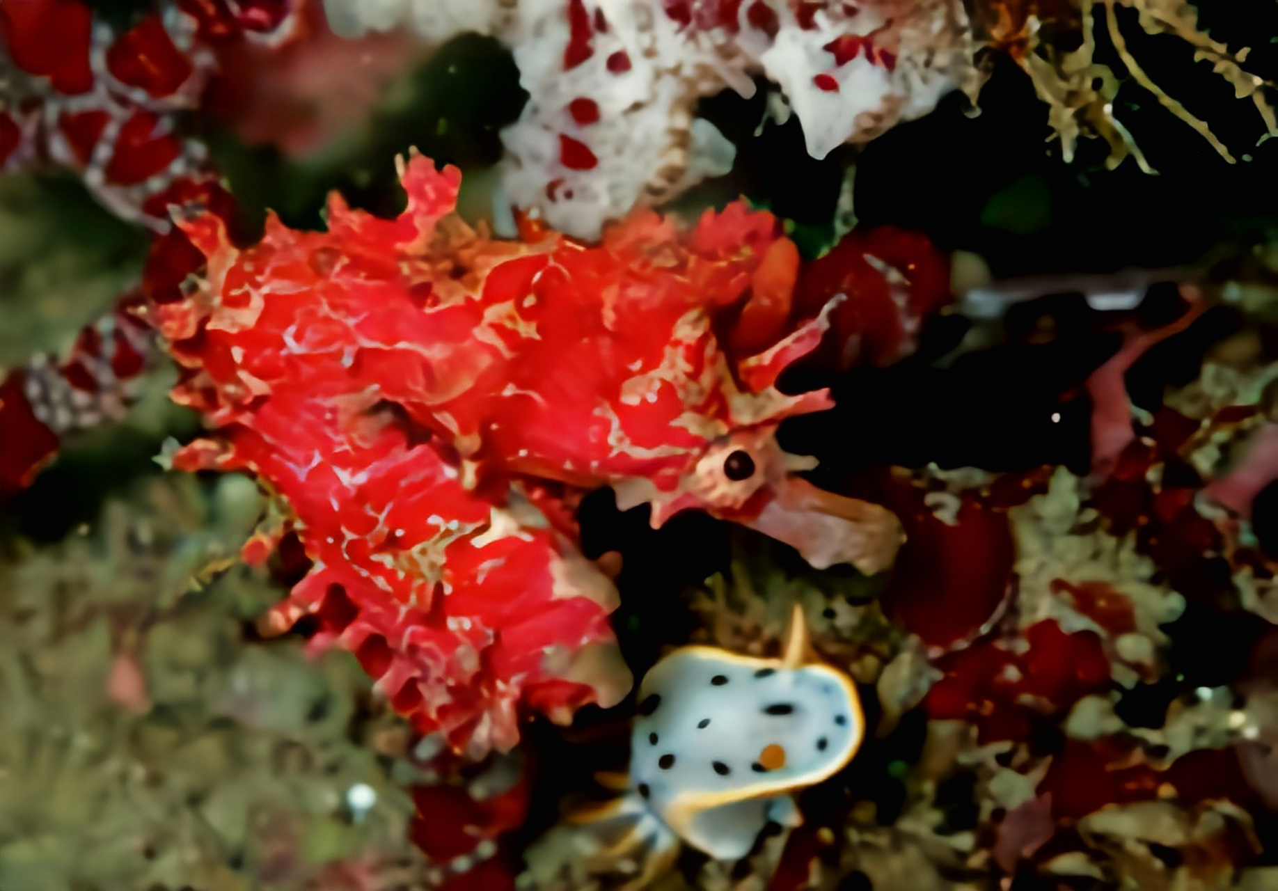 跨年创作挑战赛# 冠海马生活在黄海,渤海等附近海域.