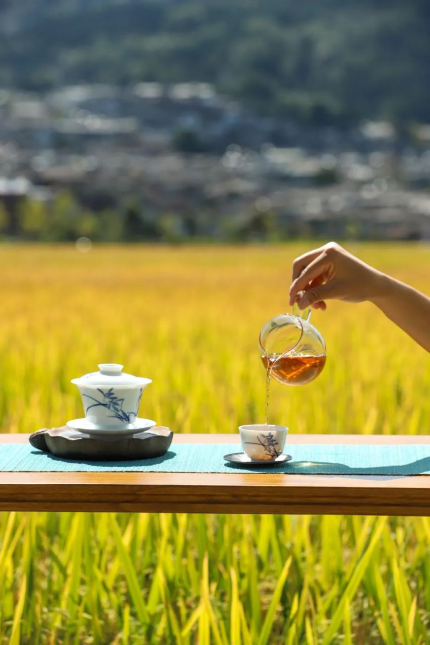 邦崴过渡型古茶树图片