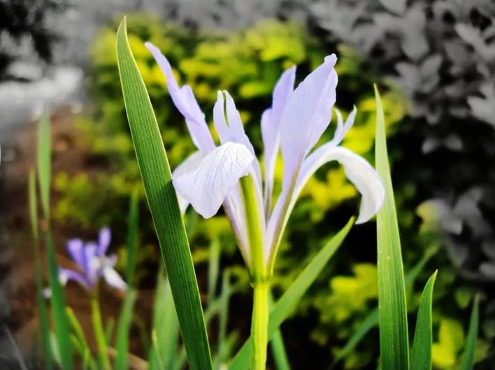 马莲花:盛夏之舞,自然之诗,绽放生命的光彩!