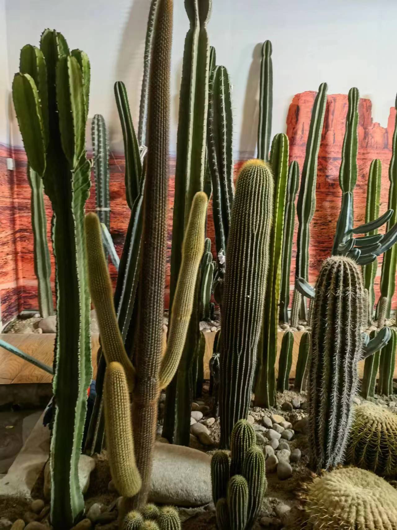 沙漠之花:植物景观工程的胜利