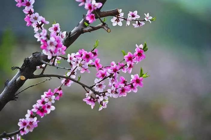 桃花的生长过程图片图片