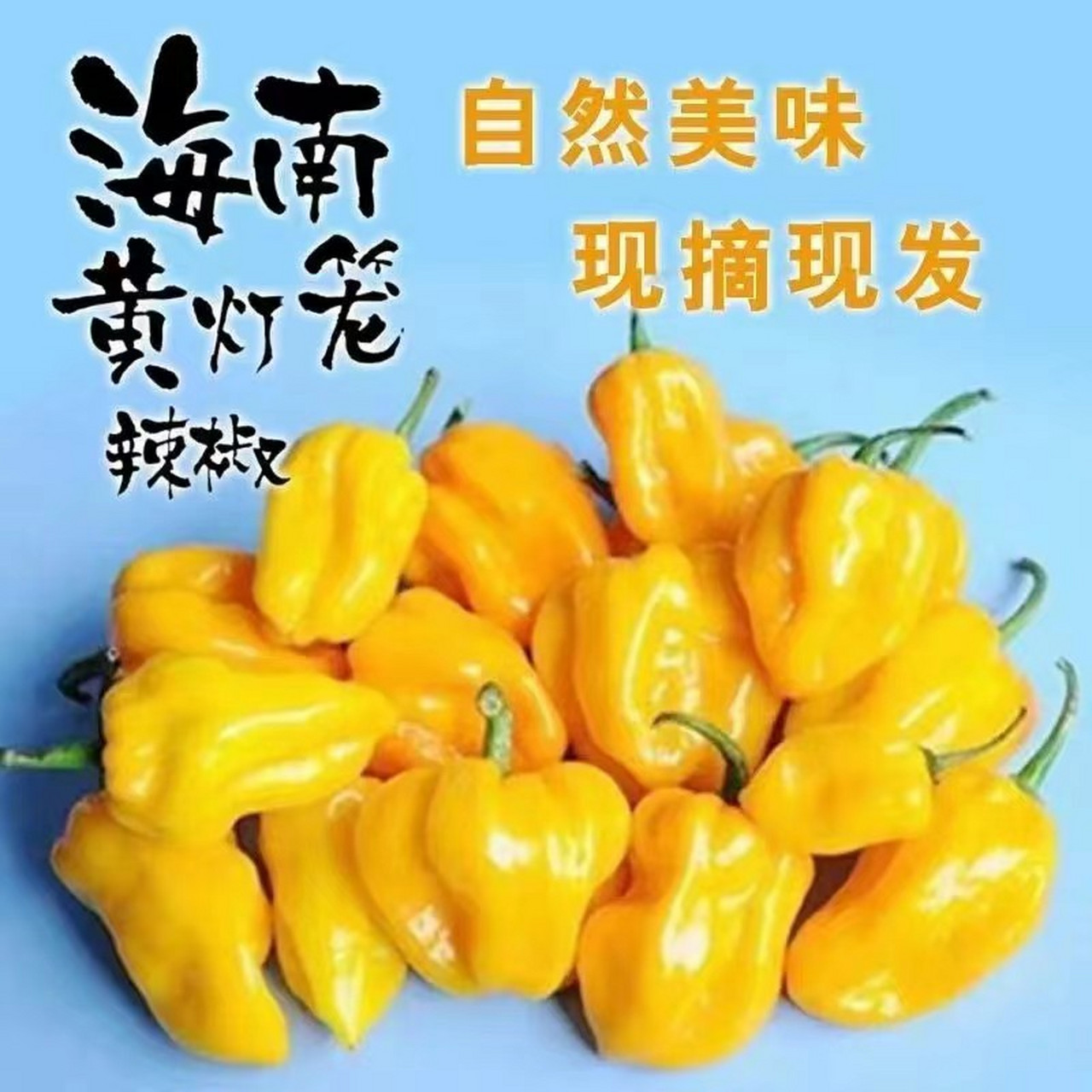 黄灯笼辣椒酱是海南特产,用黄辣椒制作,辣度适中,营养丰富,可以直接蘸