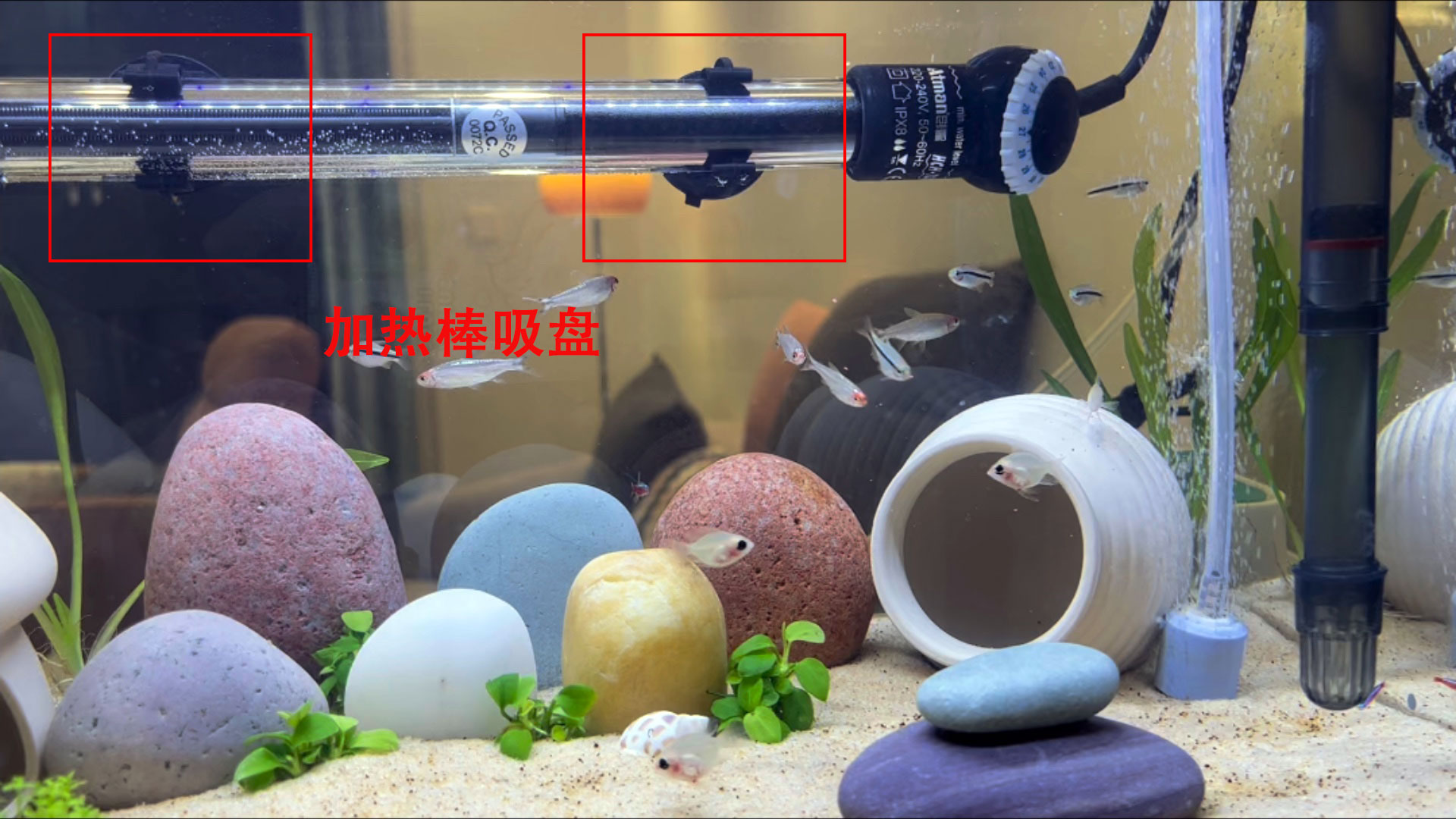 鱼缸加热棒能全部放在水里吗