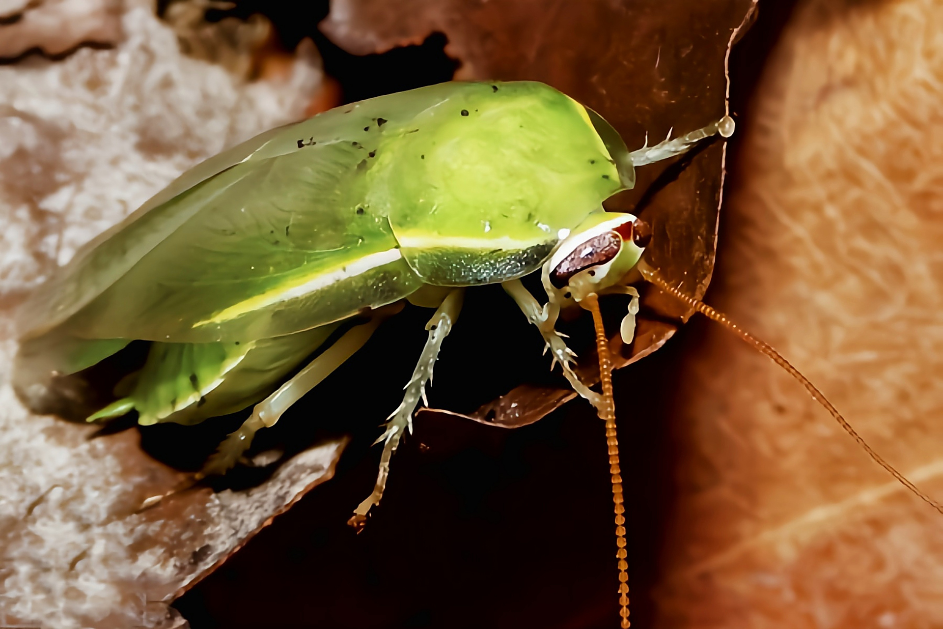 跨年创作挑战赛# 古巴绿蠊别名古巴蜚蠊,绿香蕉蟑螂.